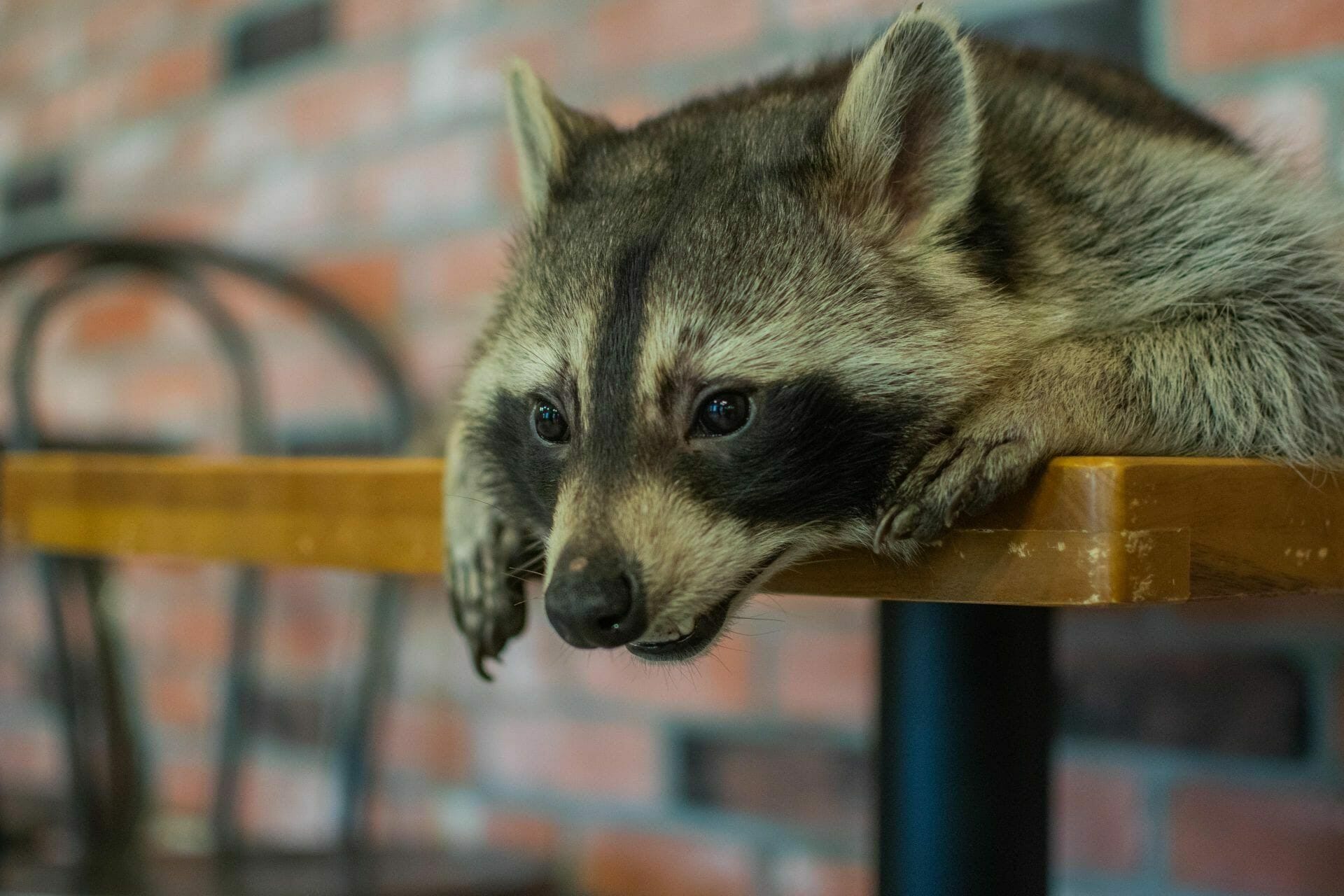 Winter In Korea - 50+ Winter Activities, Winter Weather And More! 29 Seoul Raccoon Cafe