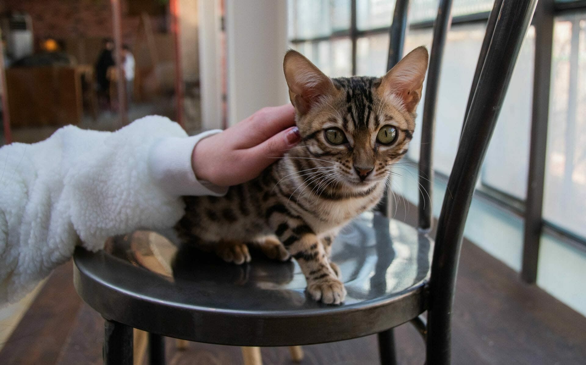 Winter In Korea - 50+ Winter Activities, Winter Weather And More! 32 Akdong Cafe Kitten