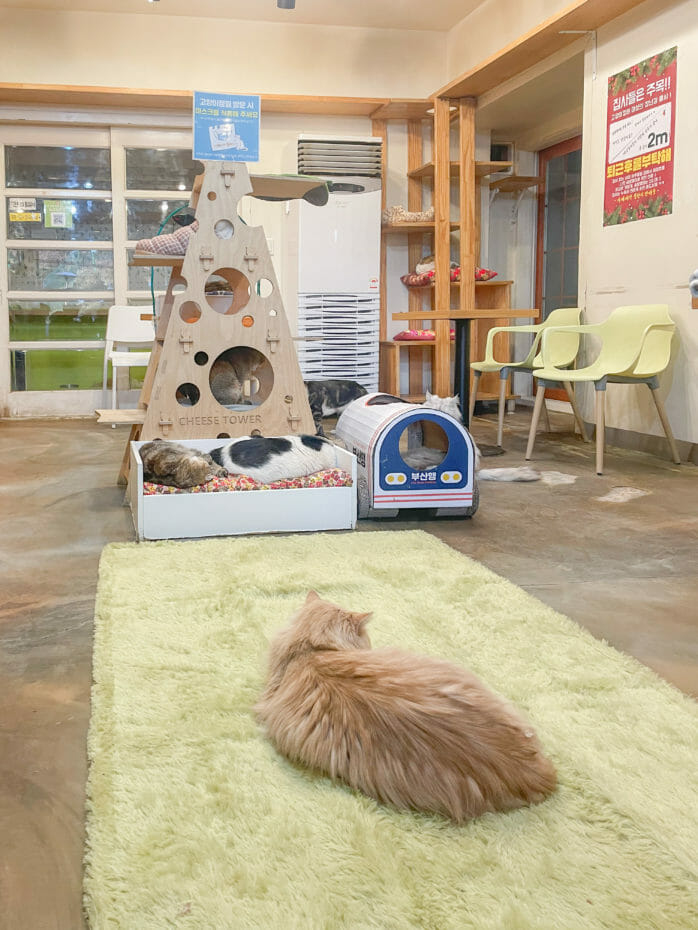 Cat Lover Garden In Seoul - More Than A Cat Cafe! 12 Cat Lover Garden in Seoul - More Than a Cat Cafe! 11