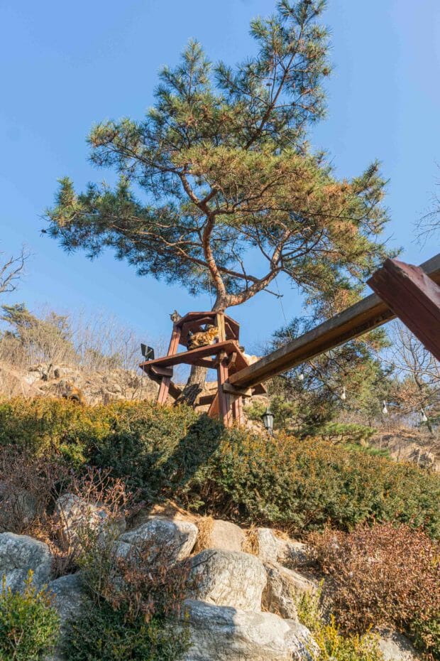 Cat Lover Garden In Seoul - More Than A Cat Cafe! 21 Cat Lover Garden in Seoul - More Than a Cat Cafe! 20