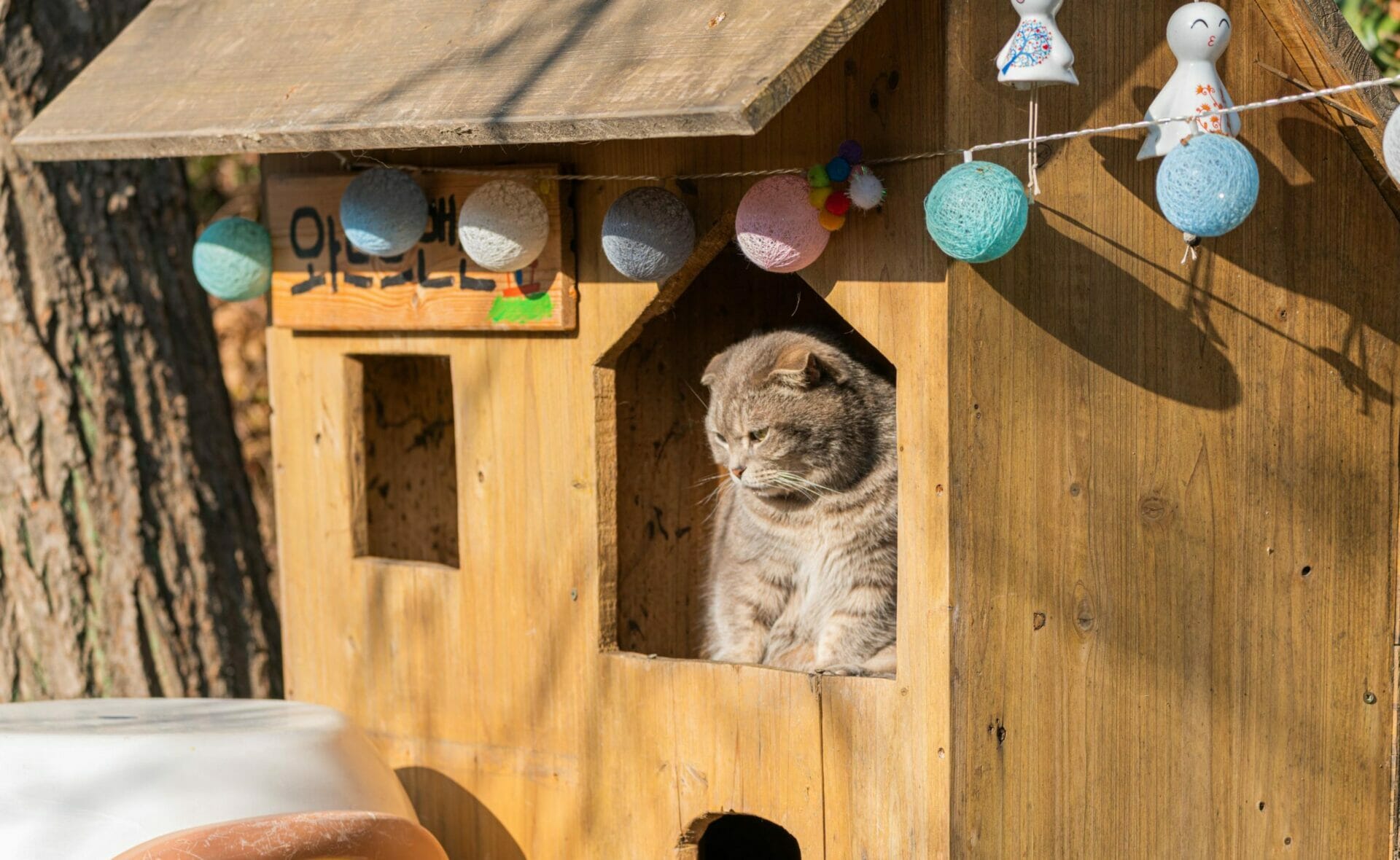 Cat Lover Garden In Seoul - More Than A Cat Cafe! 18 Cat Lover Garden in Seoul - More Than a Cat Cafe! 17