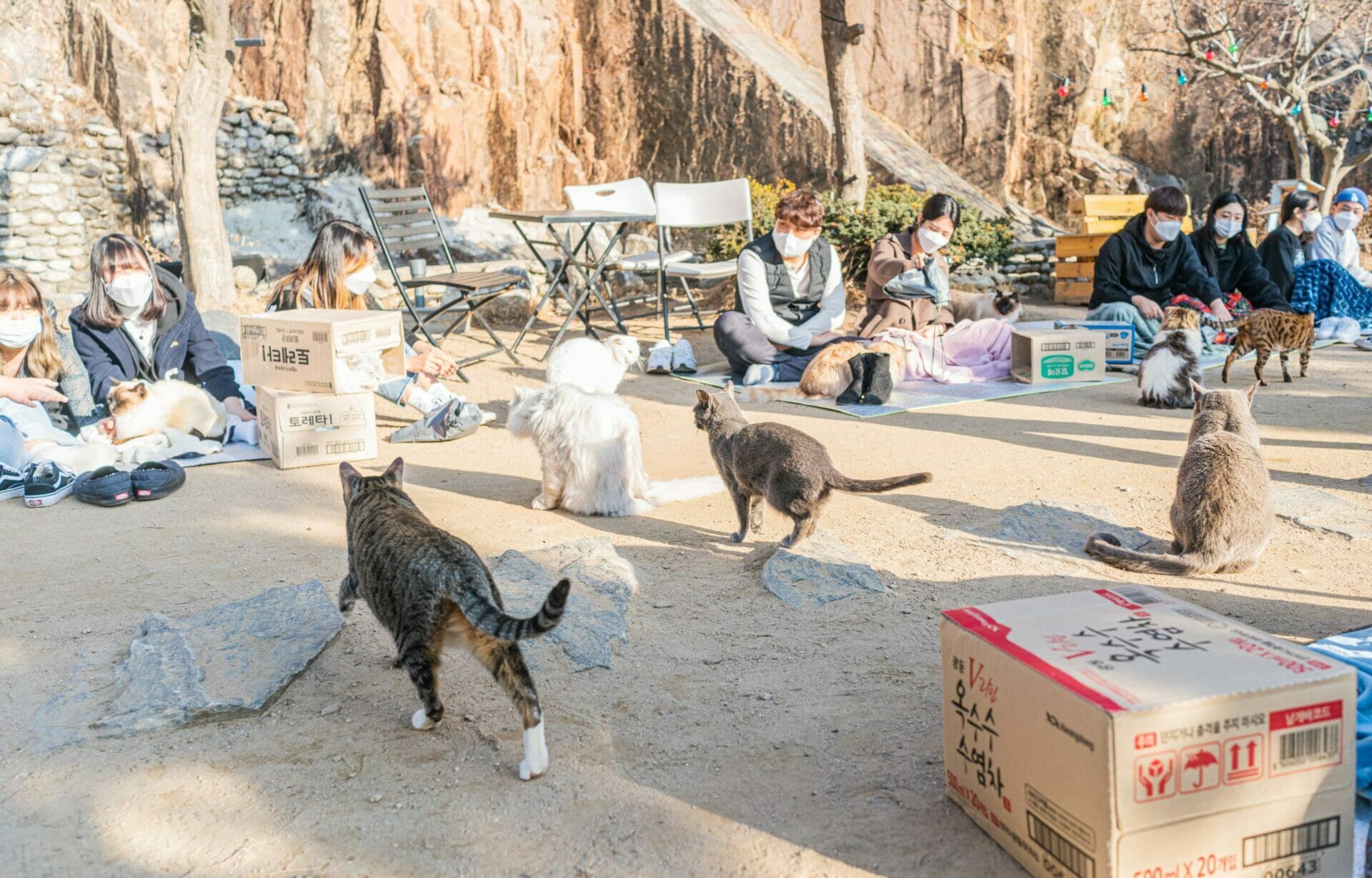 Cat Lover Garden In Seoul - More Than A Cat Cafe! 19 Cat Lover Garden in Seoul - More Than a Cat Cafe! 18