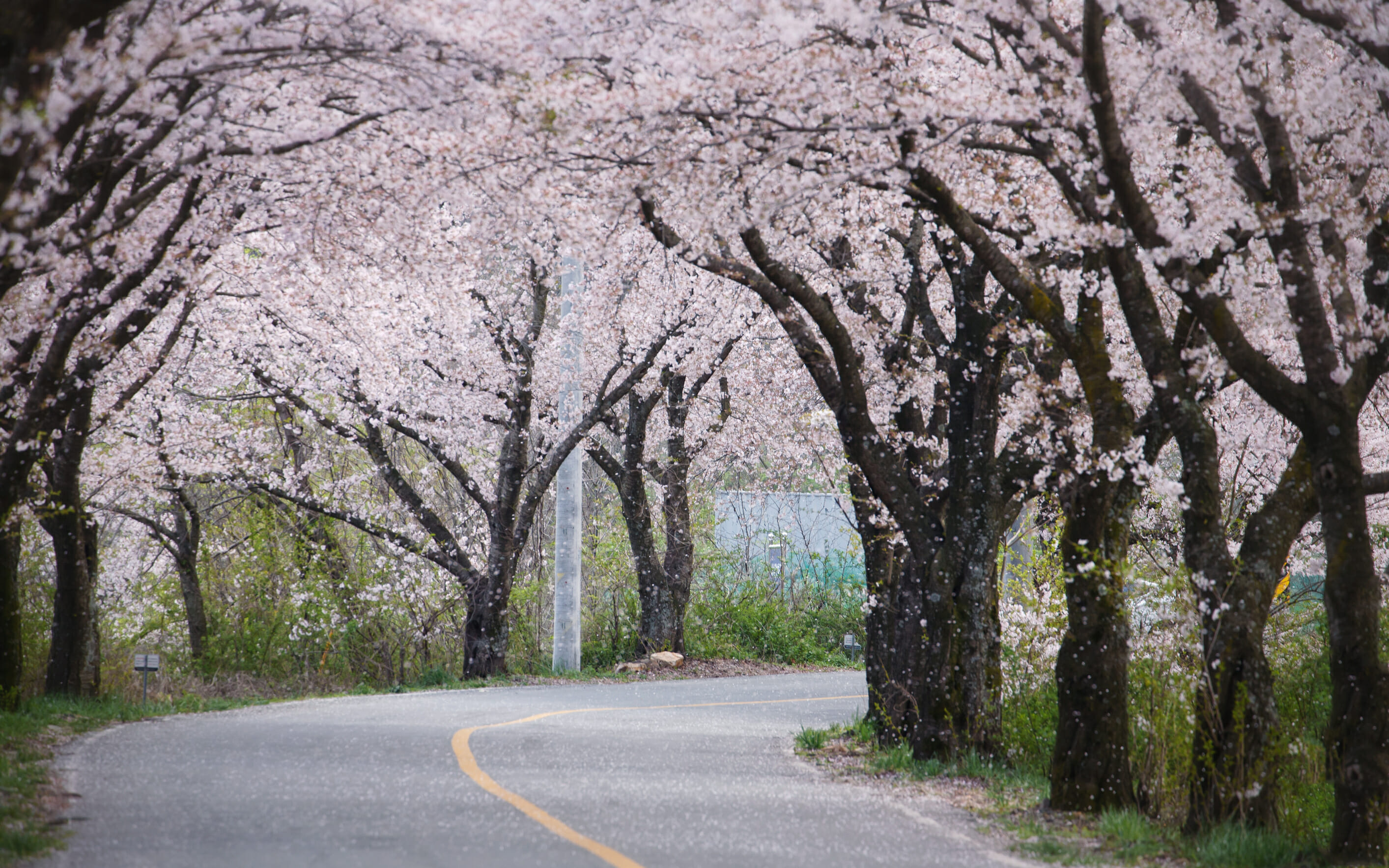 Spring In Korea – Spring Activities, Spring Weather And More! 17 Spring in Korea – Spring Activities, Spring Weather and More! 17