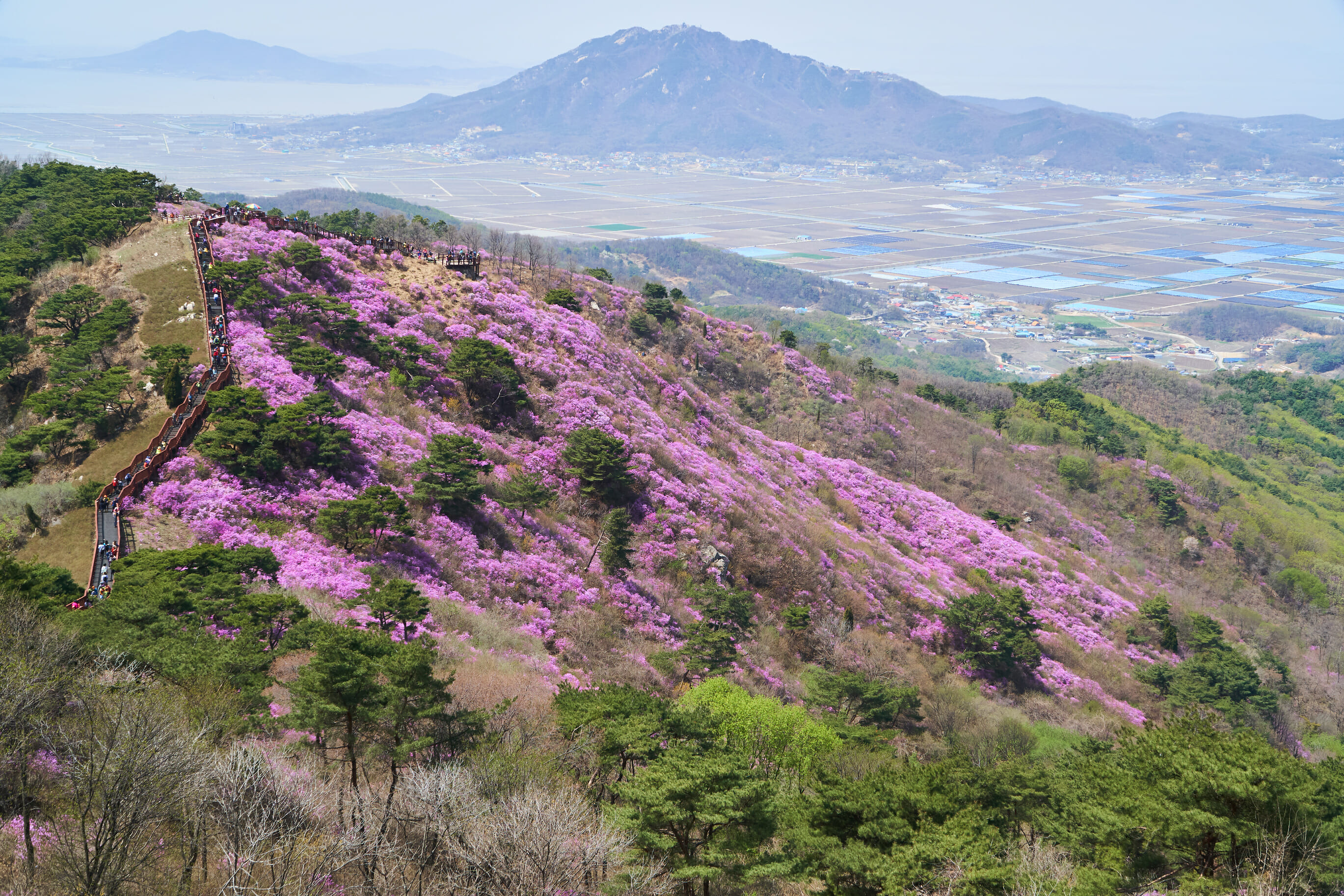 Spring In Korea – Spring Activities, Spring Weather And More! 24 Spring in Korea – Spring Activities, Spring Weather and More! 23
