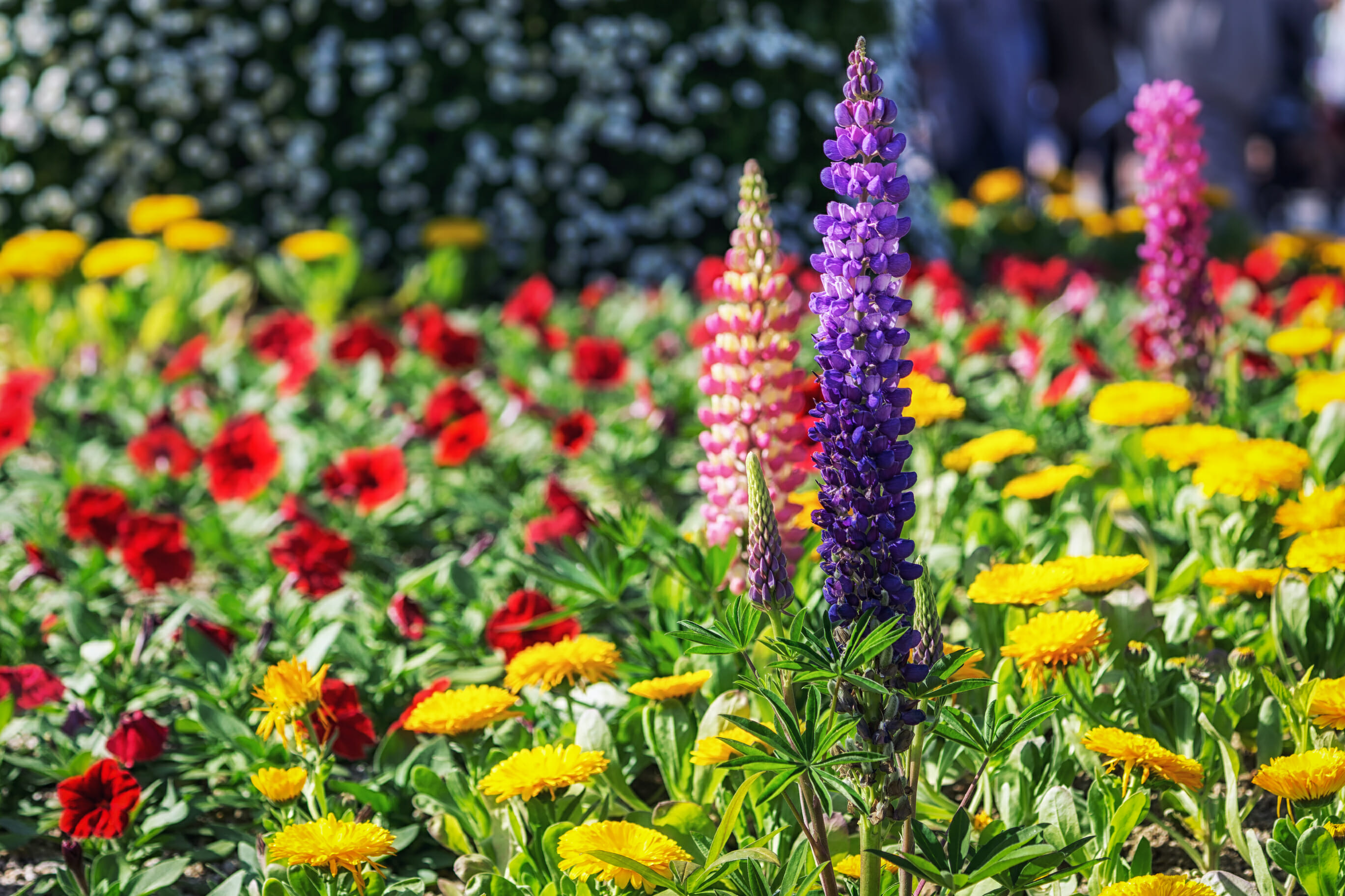 Spring In Korea – Spring Activities, Spring Weather And More! 28 Spring in Korea – Spring Activities, Spring Weather and More! 27