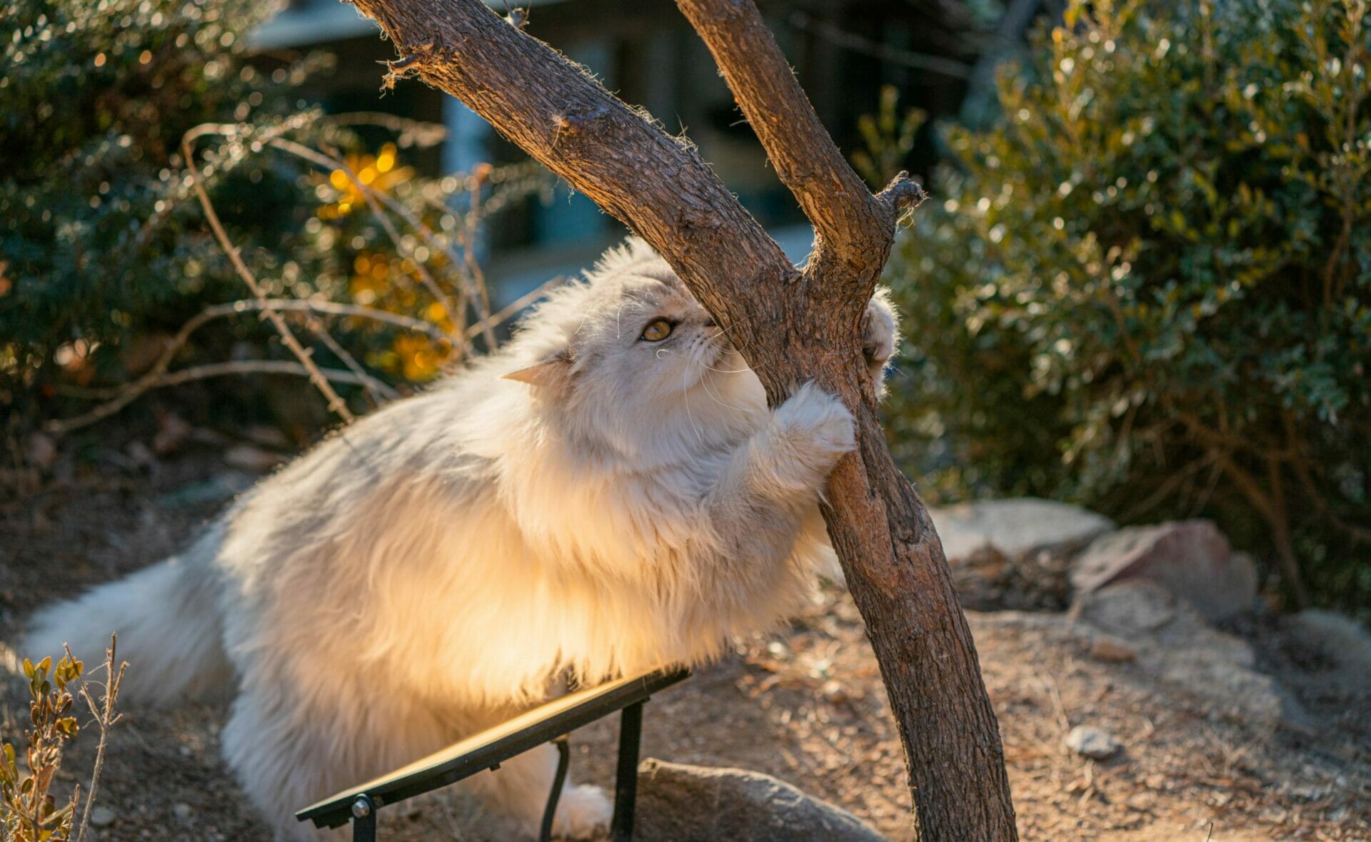Cat Lover Garden In Seoul - More Than A Cat Cafe! 22 Cat Lover Garden in Seoul - More Than a Cat Cafe! 21