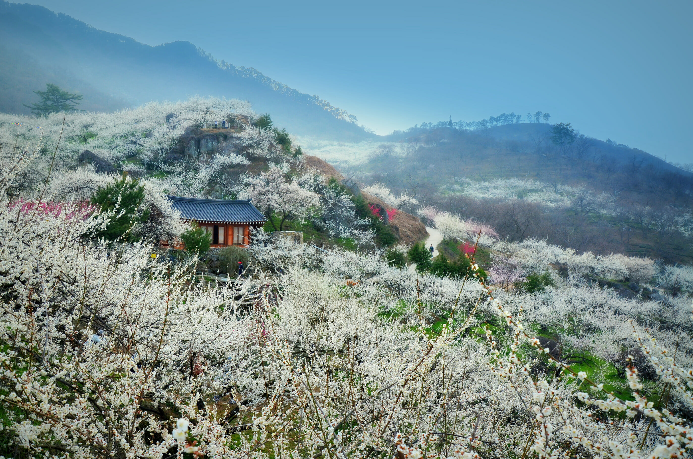 Spring In Korea – Spring Activities, Spring Weather And More! 25 Spring in Korea – Spring Activities, Spring Weather and More! 24