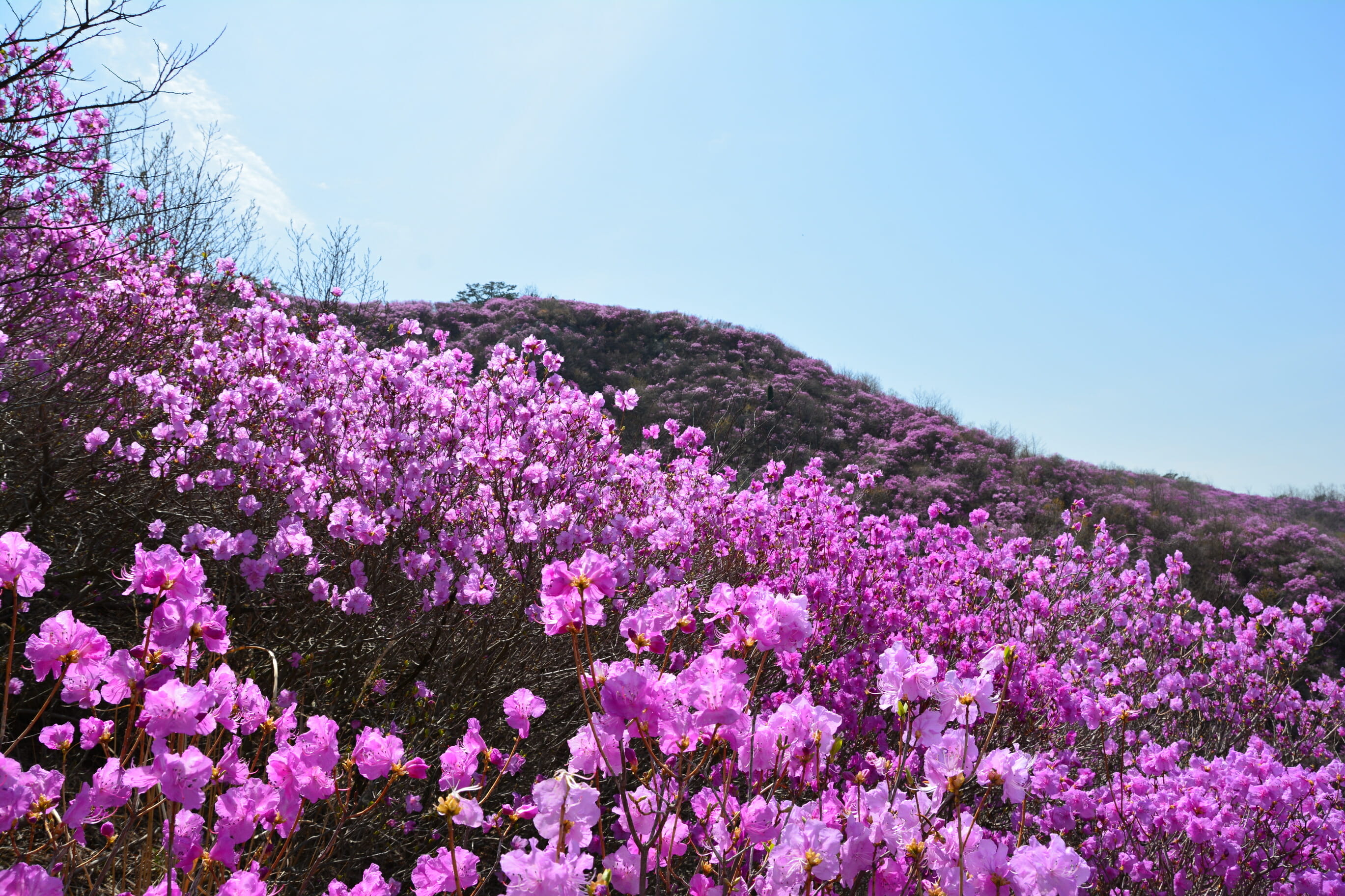 Spring In Korea – Spring Activities, Spring Weather And More! 26 Spring in Korea – Spring Activities, Spring Weather and More! 25