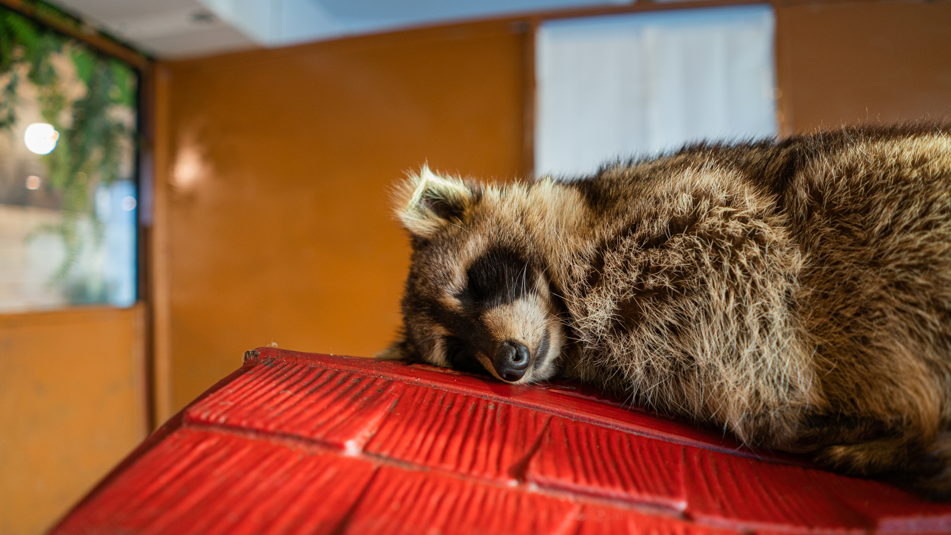 The Best Raccoon Cafe In Seoul 2 The Best Raccoon Cafe in Seoul 1