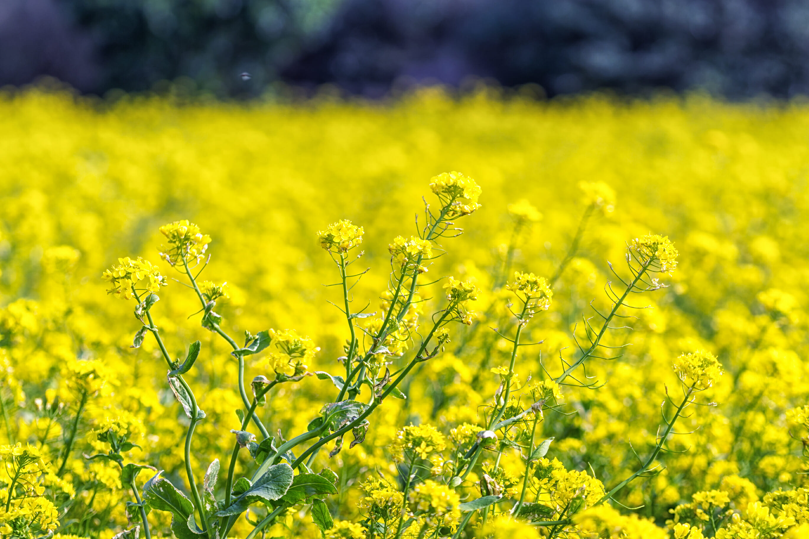 Spring In Korea – Spring Activities, Spring Weather And More! 30 Spring in Korea – Spring Activities, Spring Weather and More! 29