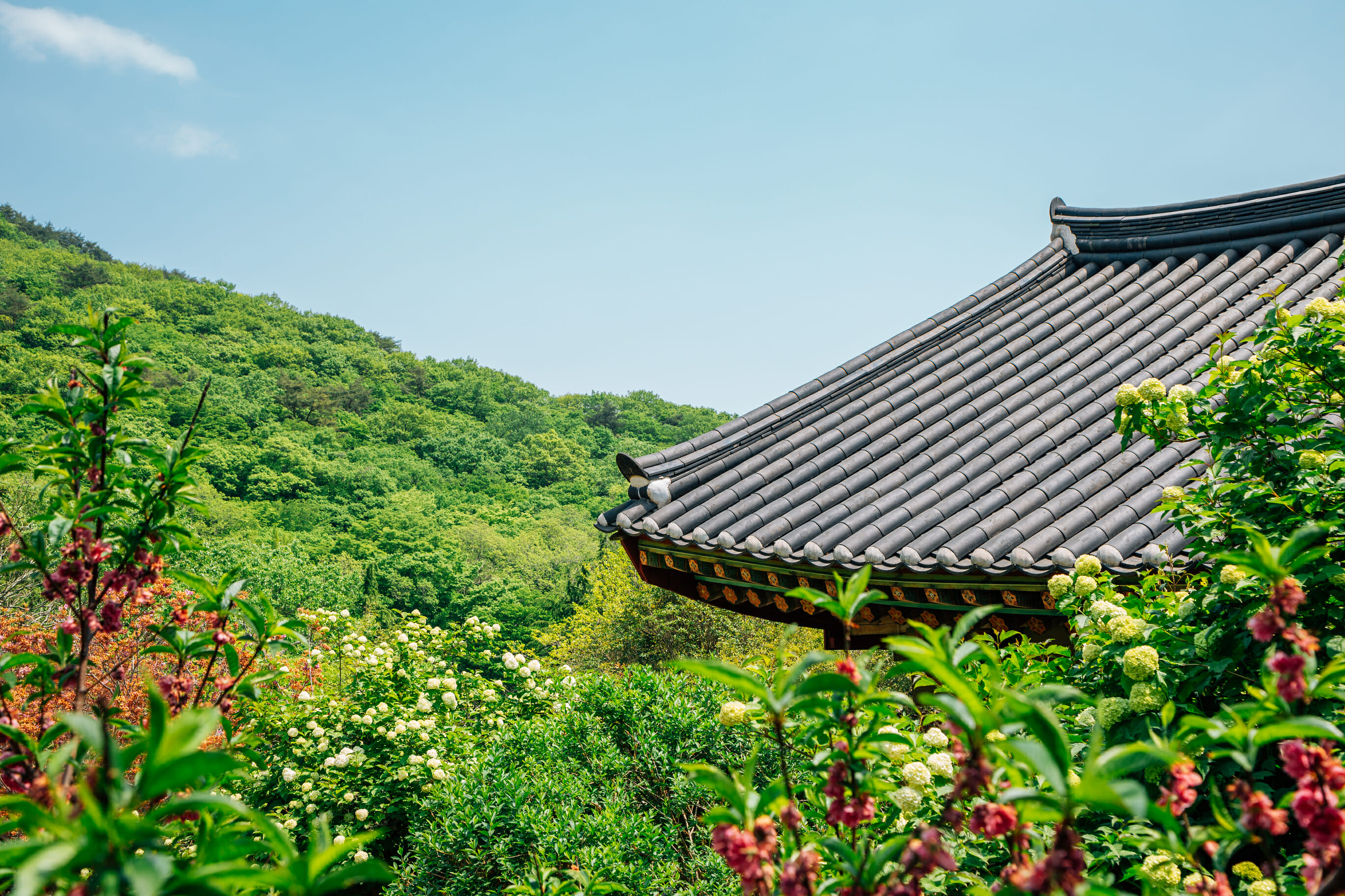 Spring In Korea – Spring Activities, Spring Weather And More! 46 Spring in Korea – Spring Activities, Spring Weather and More! 42