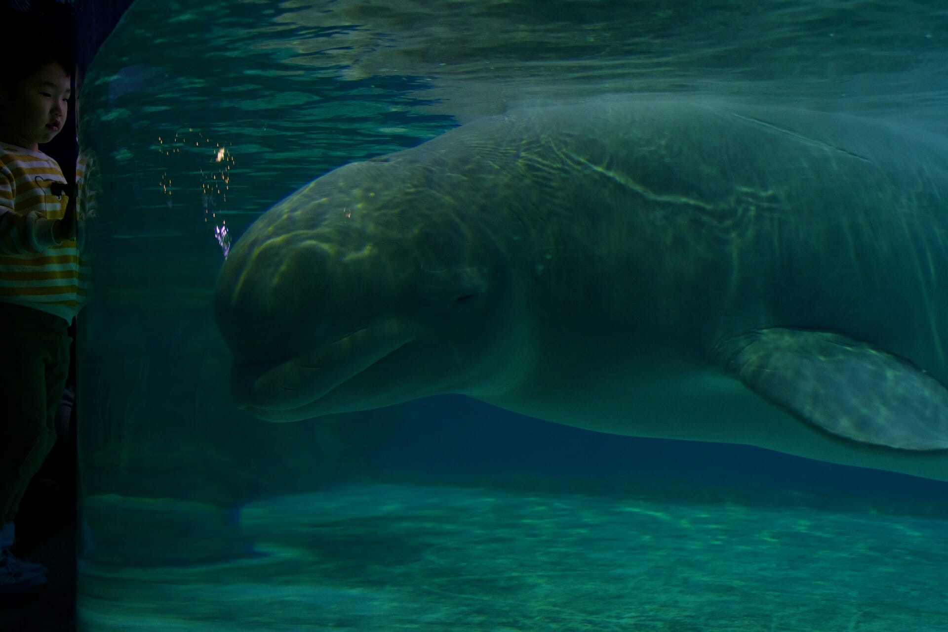 Lotte Aquarium Beluga