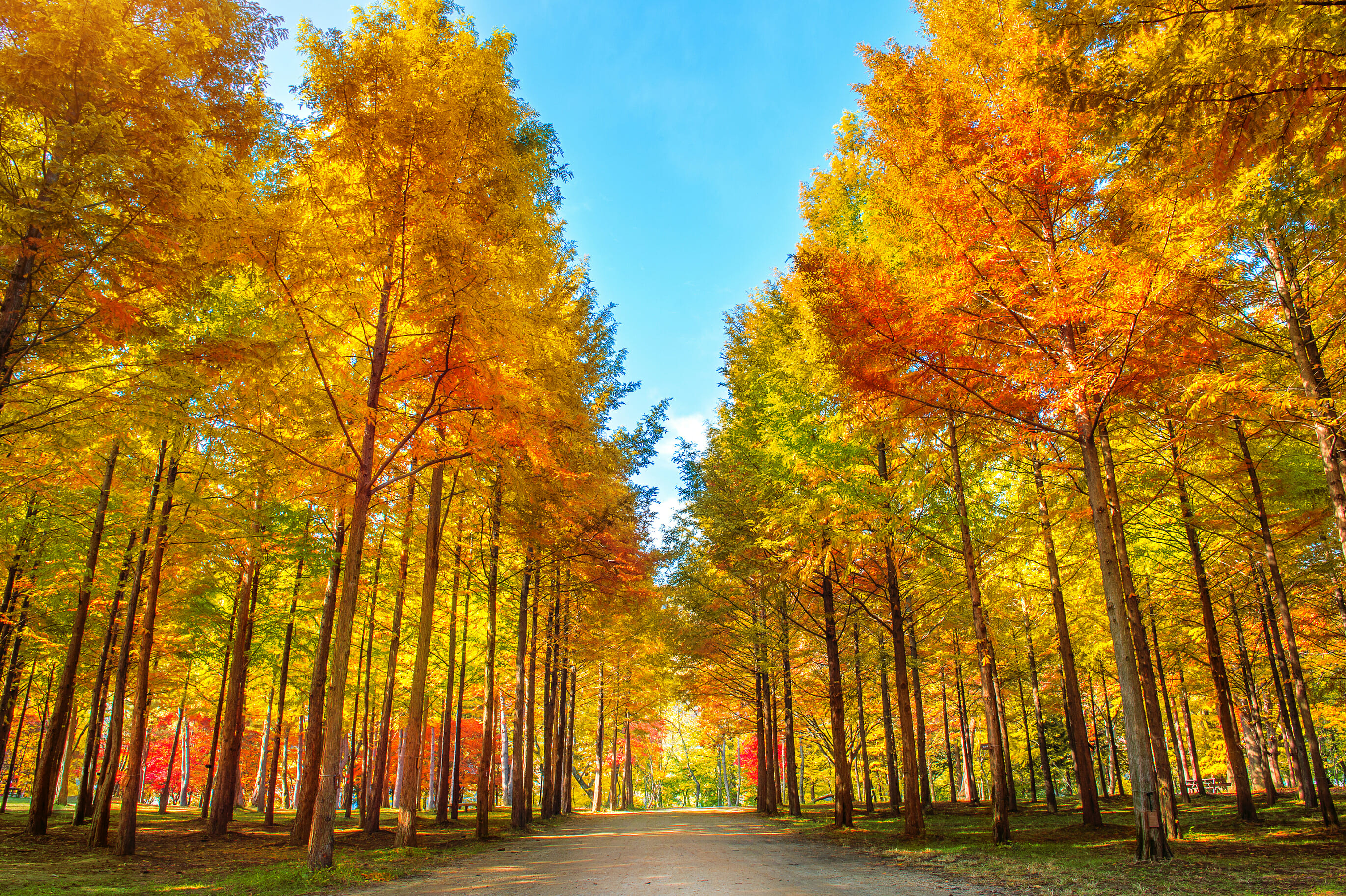 12 Best Korean Tours To Try 7 12 Best Korean Tours to Try 7