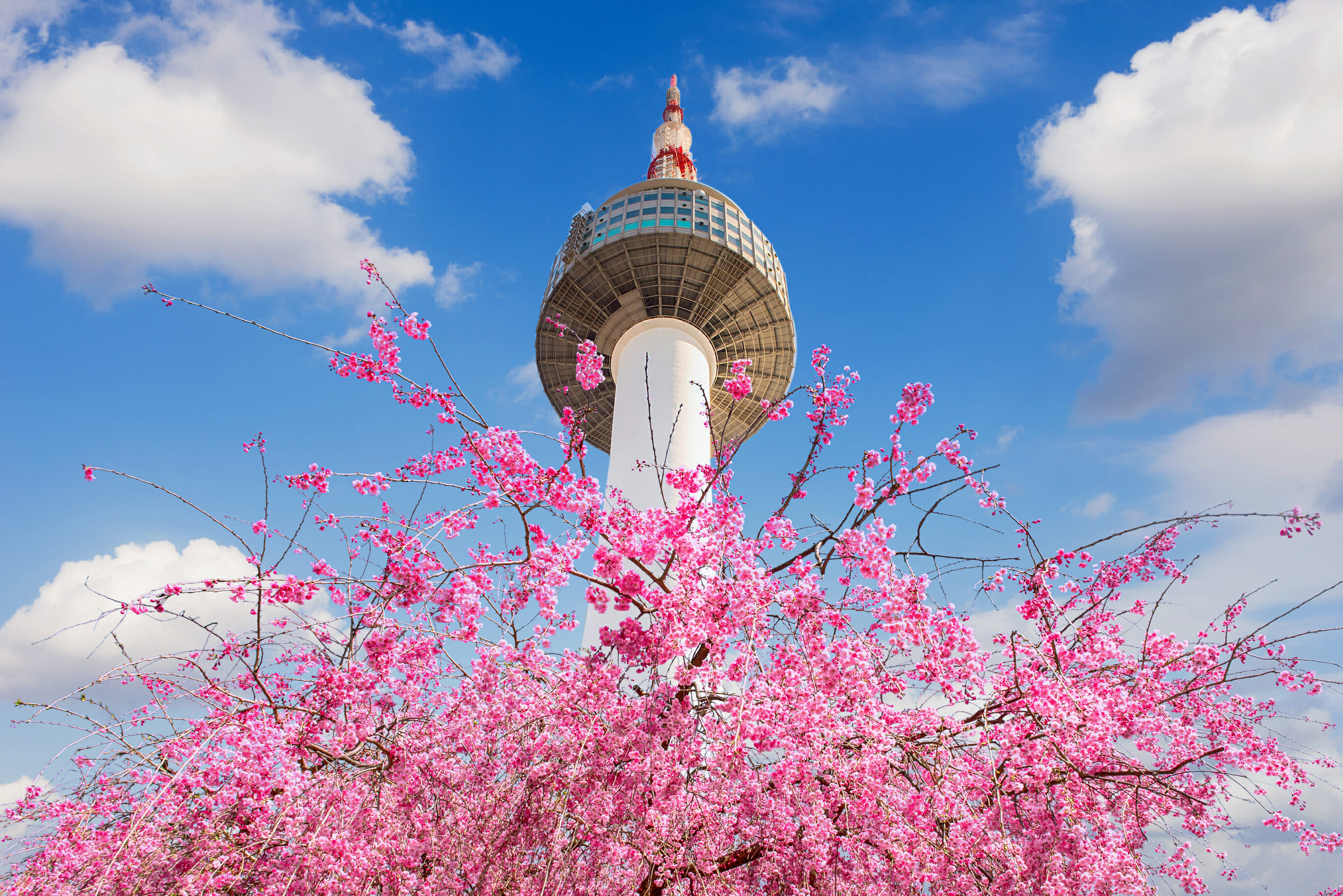 Spring In Korea – Spring Activities, Spring Weather And More! 51 Spring in Korea – Spring Activities, Spring Weather and More! 46