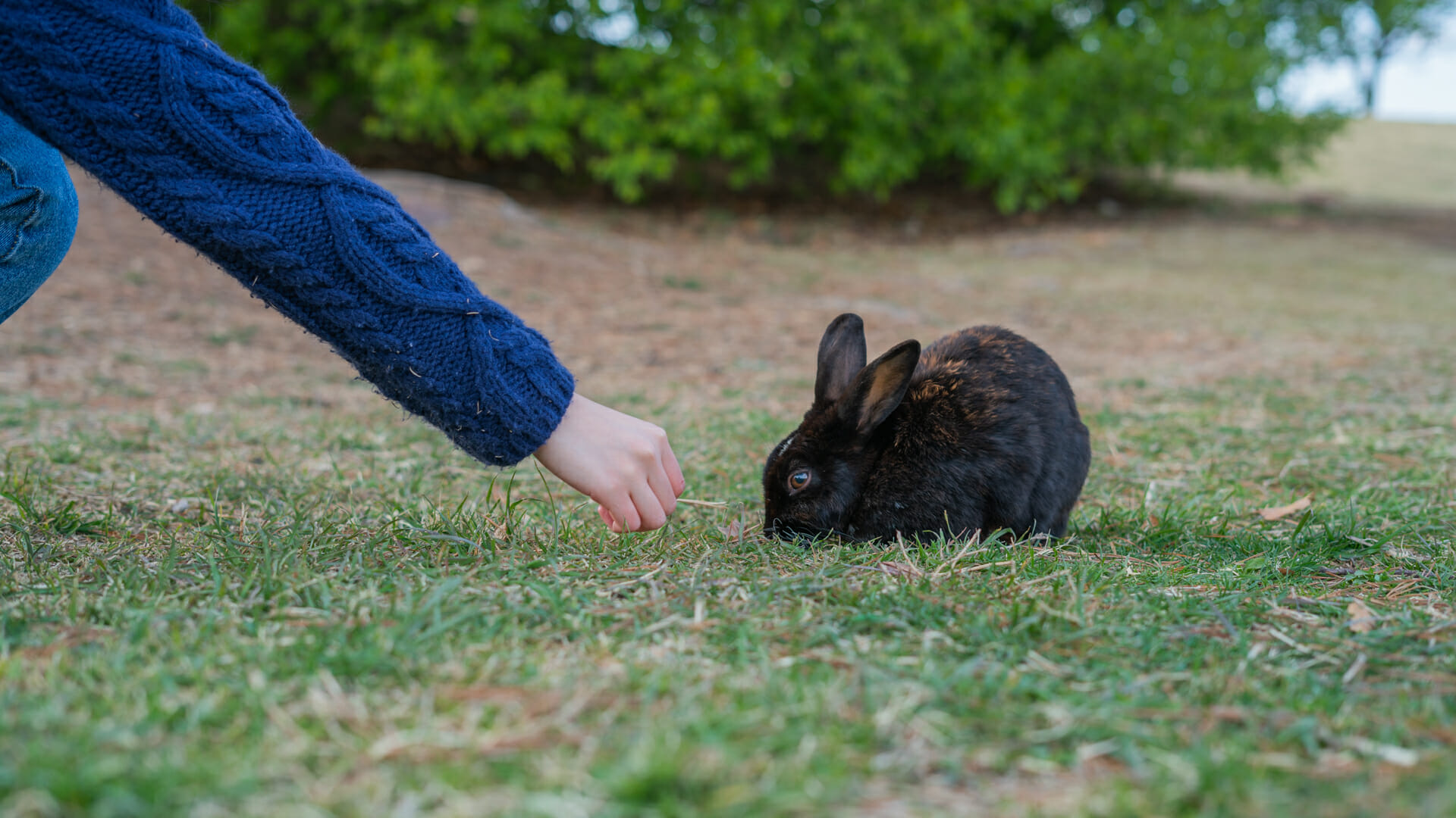 8 Must Visit Parks In Seoul 6 Olympic Park Seoul Rabbit
