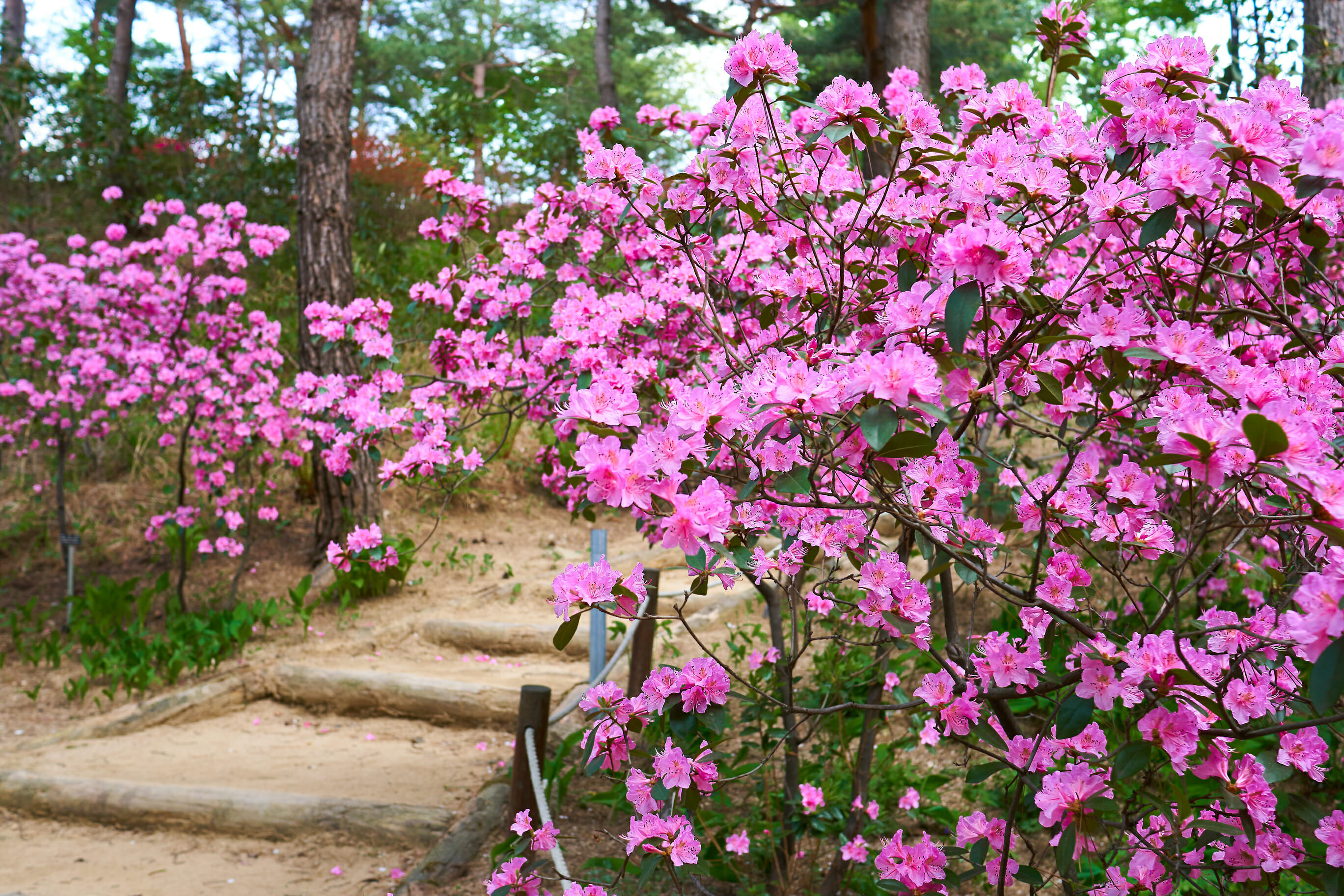 Spring In Korea – Spring Activities, Spring Weather And More! 33 Spring in Korea – Spring Activities, Spring Weather and More! 32
