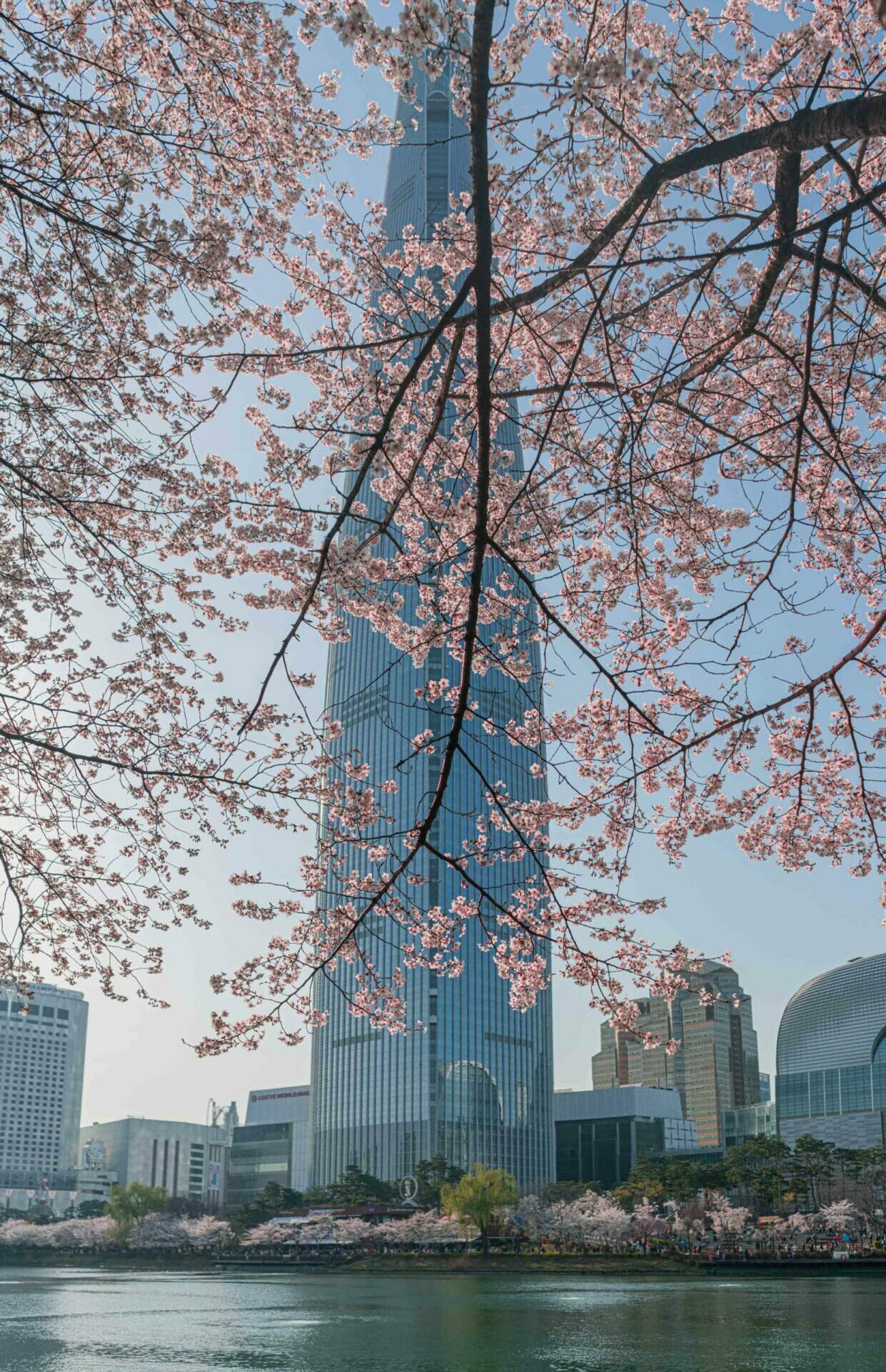 16 Overlooked Neighbourhoods In Seoul - How Many Have You Visited? 27 Cherry Blossoms flowers in front of Lotte Tower