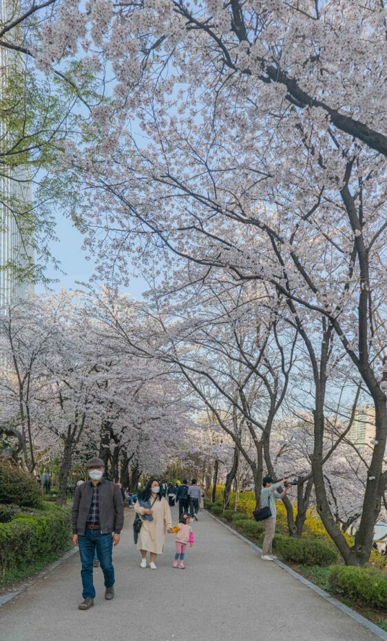 Cherry Blossoms At Seokchon Lake Park In Seoul 6 Cherry Blossoms at Seokchon Lake Park in Seoul 5