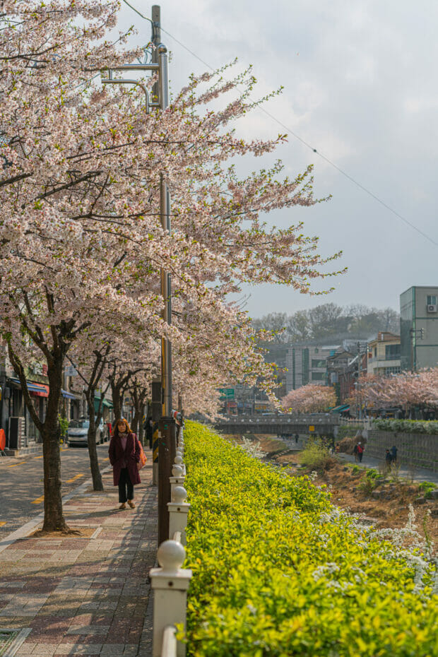 Spring In Korea – Spring Activities, Spring Weather And More! 40 Spring in Korea – Spring Activities, Spring Weather and More! 38
