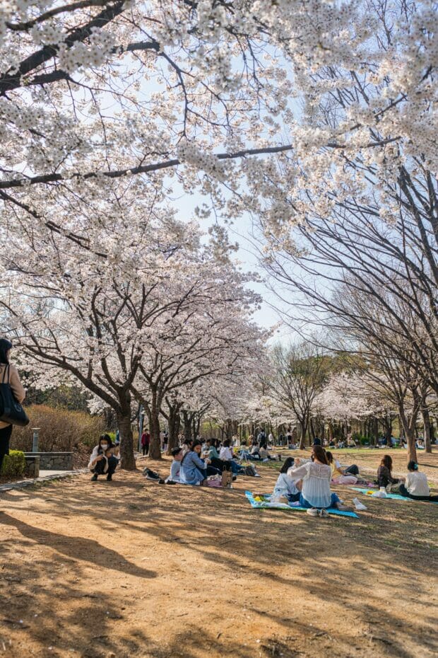 Spring In Korea – Spring Activities, Spring Weather And More! 20 Spring in Korea – Spring Activities, Spring Weather and More! 19