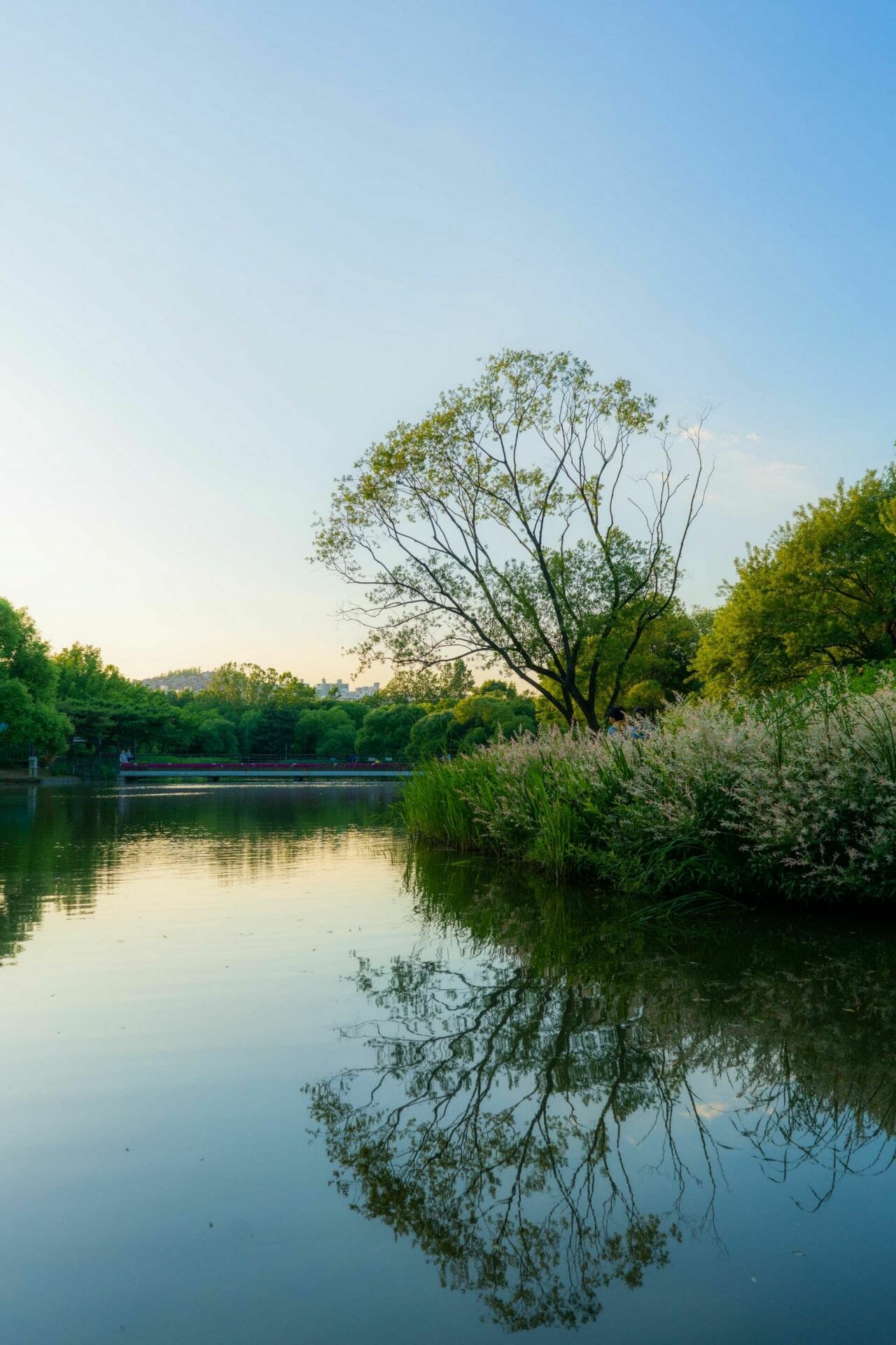 When Is The Best Season To Visit Seoul? 6 Seoul Forest Lake