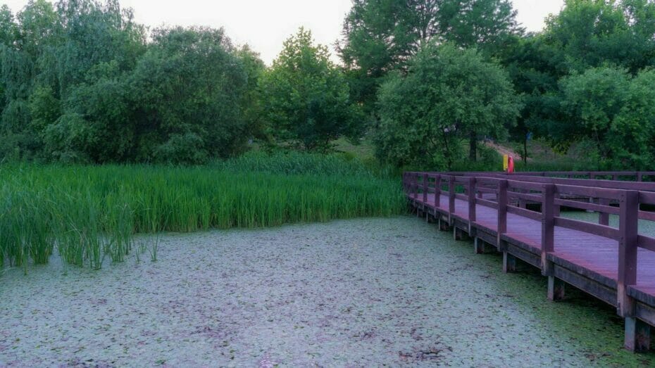 Summer In Seoul Forest 4 Seoul Forest Wetlands Park