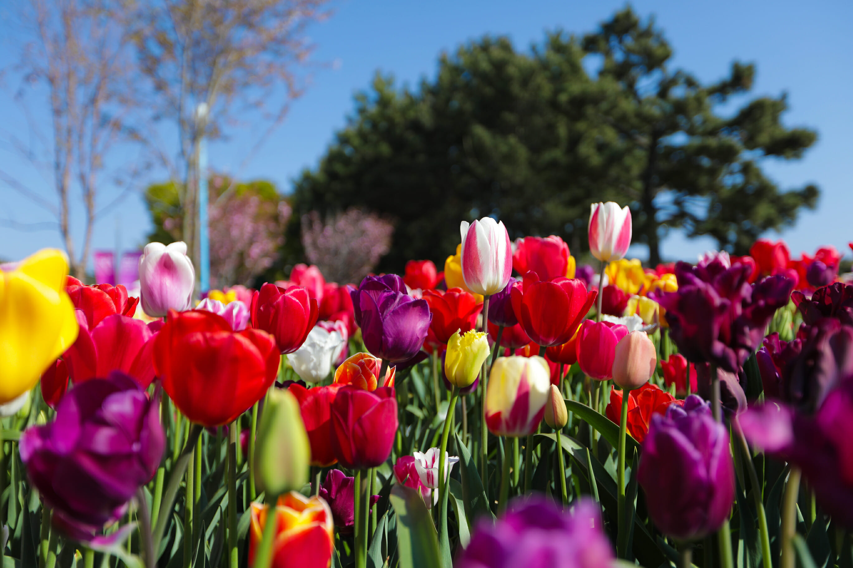 Spring In Korea – Spring Activities, Spring Weather And More! 27 Spring in Korea – Spring Activities, Spring Weather and More! 26