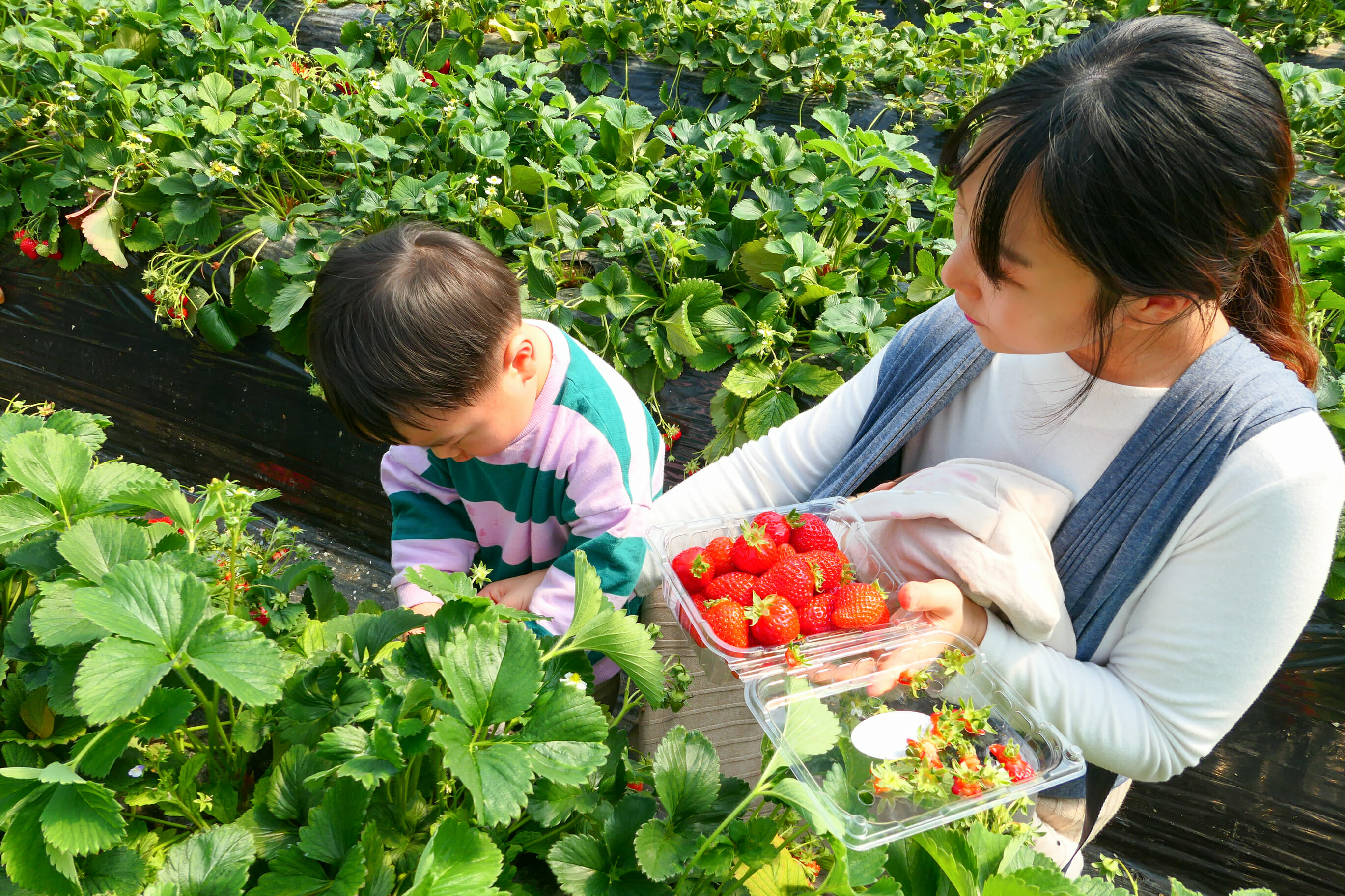 Spring In Korea – Spring Activities, Spring Weather And More! 12 Spring in Korea – Spring Activities, Spring Weather and More! 12