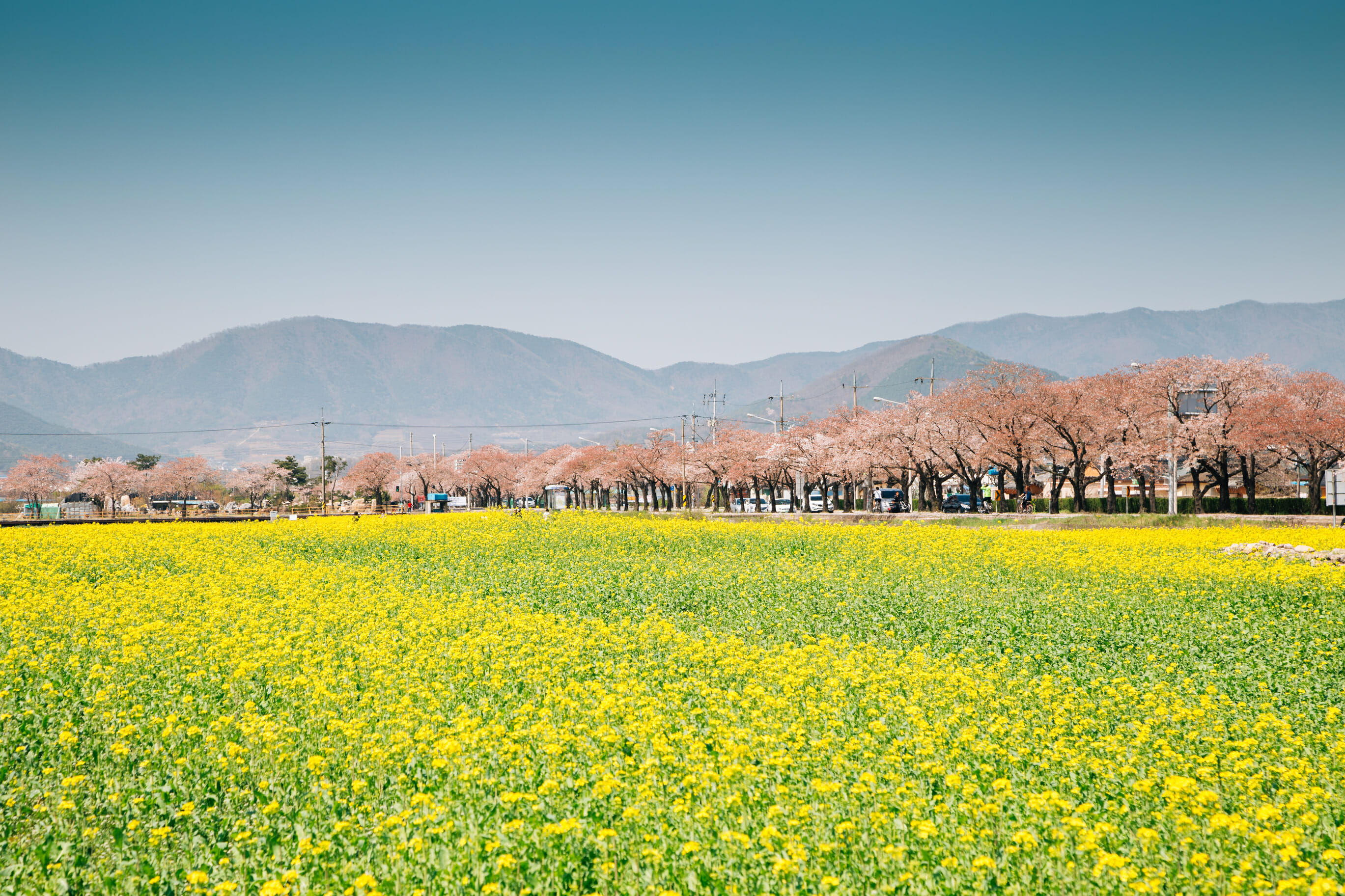 Spring In Korea – Spring Activities, Spring Weather And More! 4 Spring in Korea – Spring Activities, Spring Weather and More! 4