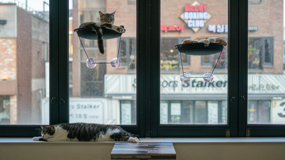 Best Places to Date in Seoul for Animal Lovers! 3