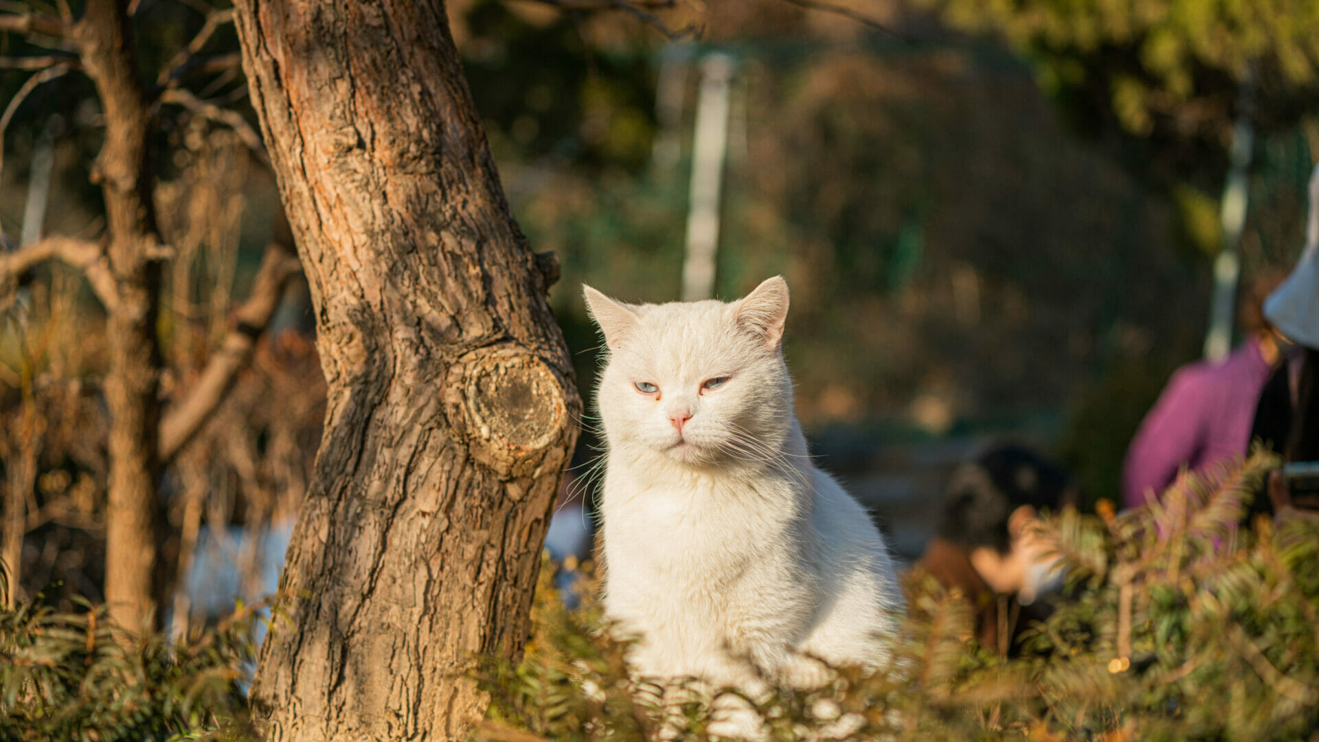 Cat Lover Garden In Seoul - More Than A Cat Cafe! 23 Cat Lover Garden in Seoul - More Than a Cat Cafe! 22