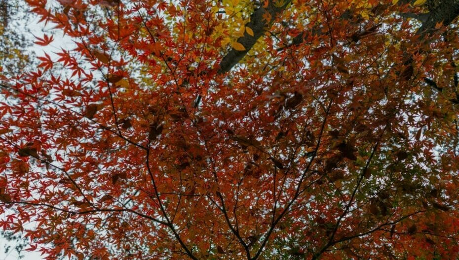 Must-Visit Fall Parks In Seoul - World Cup Stadium 2 Fall colours at World Cup Stadium