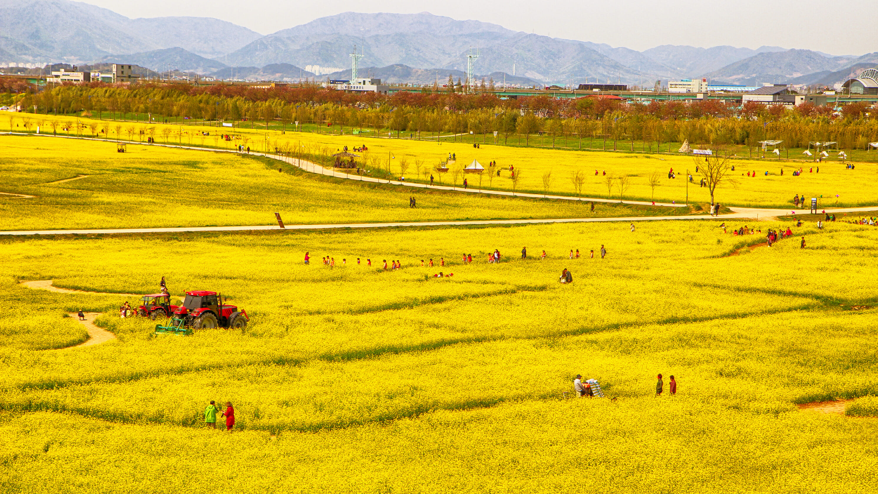Spring In Korea – Spring Activities, Spring Weather And More! 29 Spring in Korea – Spring Activities, Spring Weather and More! 28